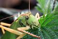 tettigonia viridissima